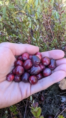 Vaccinium macrocarpon