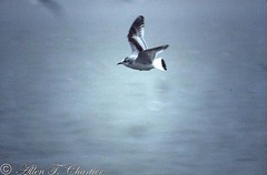 Hydrocoloeus minutus