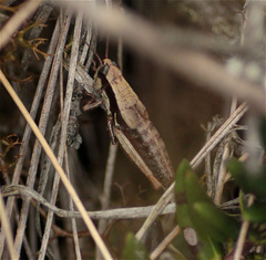 Bogotacris acuticauda