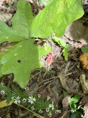 Disholcaspis globosa