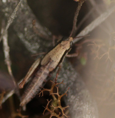Bogotacris acuticauda