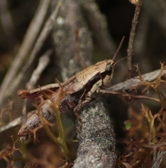 Bogotacris acuticauda
