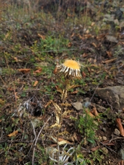 Carlina vulgaris