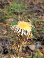Carlina vulgaris