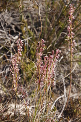 Struthiola macowanii