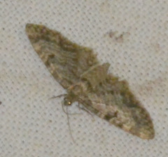 Eupithecia tantillaria