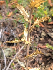 Carlina vulgaris