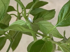 Cryptolaemus montrouzieri