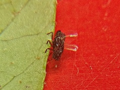 Micropeplus