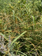 Cuscuta