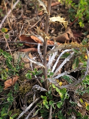 Carlina vulgaris