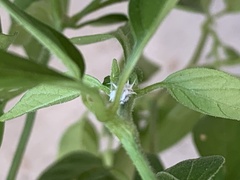 Cryptolaemus montrouzieri