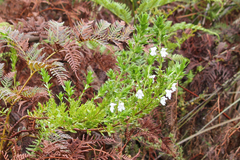 Prostanthera behriana