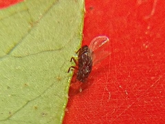 Micropeplus