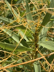 Cuscuta