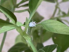 Cryptolaemus montrouzieri