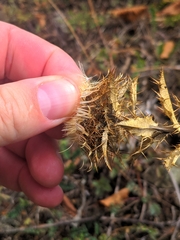 Carlina vulgaris