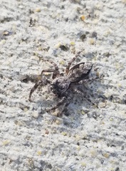 Platycryptus undatus