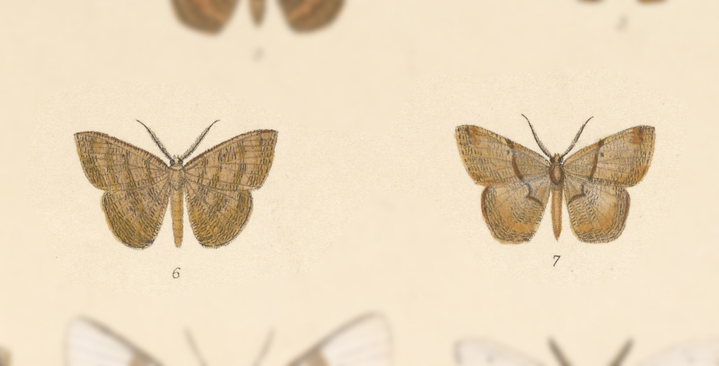 Parilexia oroanda
