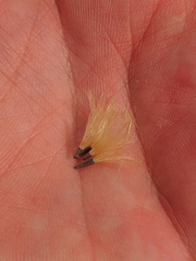 Carlina vulgaris