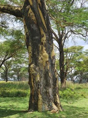Vachellia xanthophloea