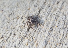 Platycryptus undatus