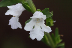 Prostanthera behriana