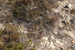 Struthiola macowanii
