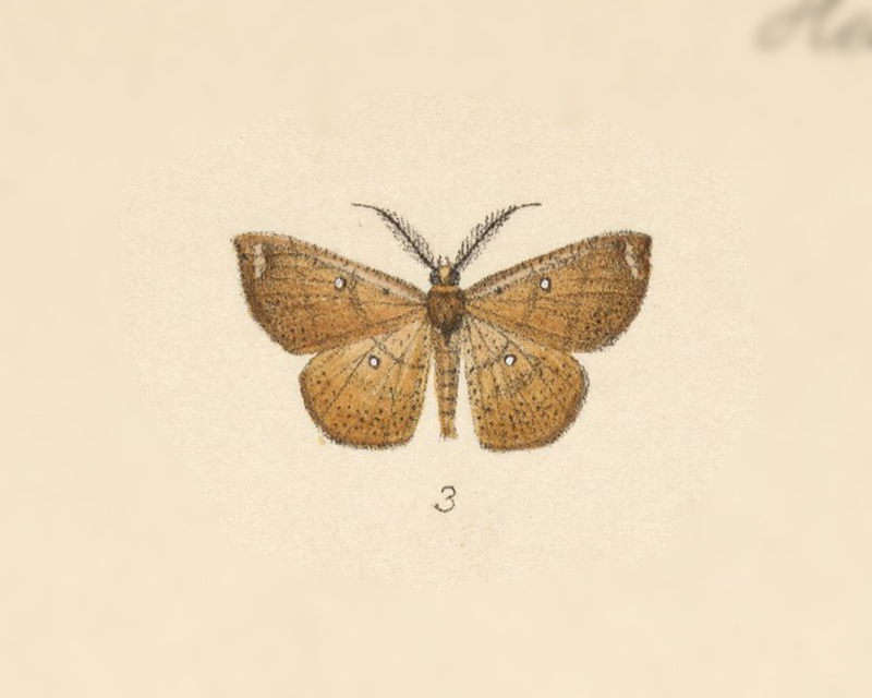 Parilexia cercyon