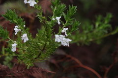 Prostanthera behriana
