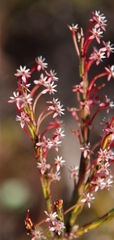 Struthiola macowanii