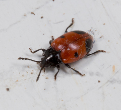 Endomychus biguttatus