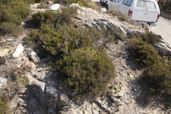 Erica petraea