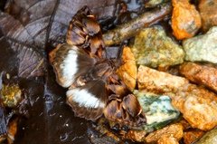 Noctuana lactifera