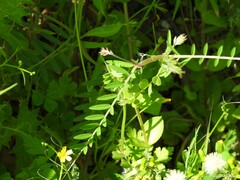Vicia villosa