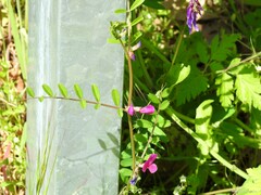 Chaerophyllum nodosum