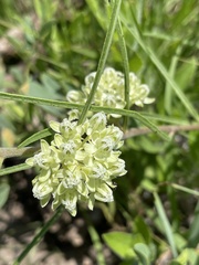 Asclepias stenophylla