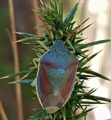 Piezodorus lituratus