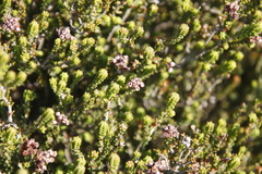 Erica petraea