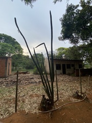 Praecereus euchlorus