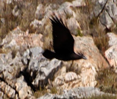 Corvus albicollis