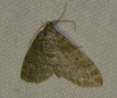 Lobophora halterata