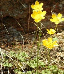 Ranunculus bulbosus