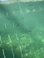 Aulorhynchus flavidus