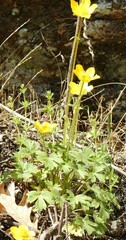 Ranunculus bulbosus