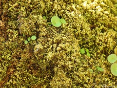Umbilicus rupestris