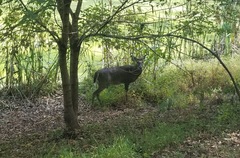 Odocoileus virginianus