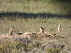 Cynomys parvidens