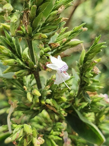 Hypoestes forskaolii image