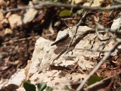 Trimerotropis verruculata